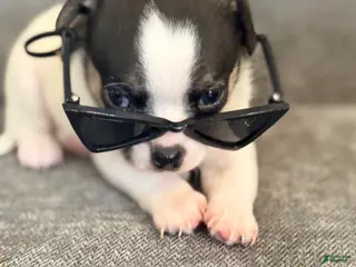 Chihuahua dogs for sale: Cole - Ad 1