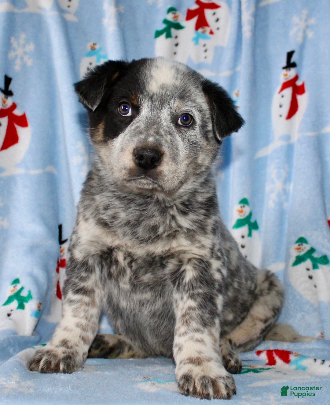 Australian Cattle Dog dogs for sale: Rusty - Ad 2