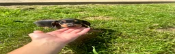 Miniature Dachshund dogs for sale: Todd - Ad 6