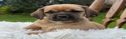 Puggle dogs for sale: Piper - Ad 5