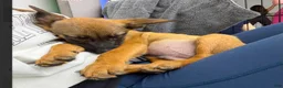 Belgian Malinois dogs for sale: Malinois M - Ad 8