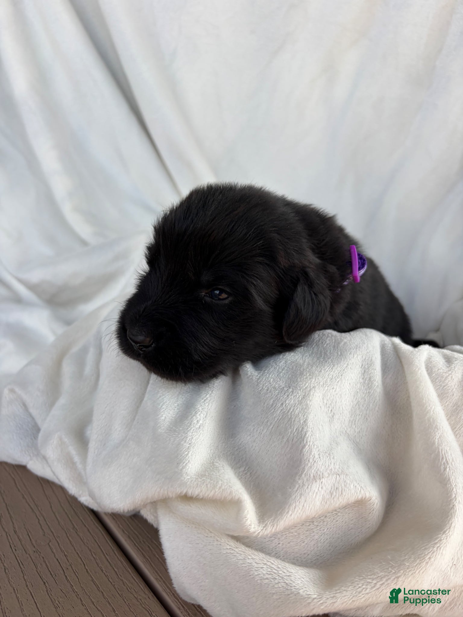 Newfoundland dogs Ember - Ad 1