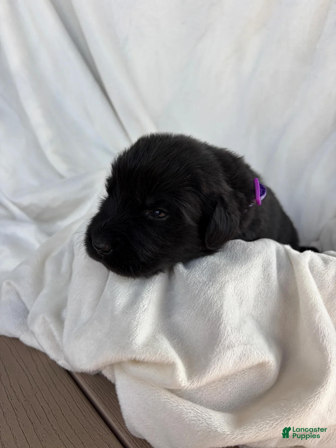 Newfoundland dogs for sale: Ember - Ad 1