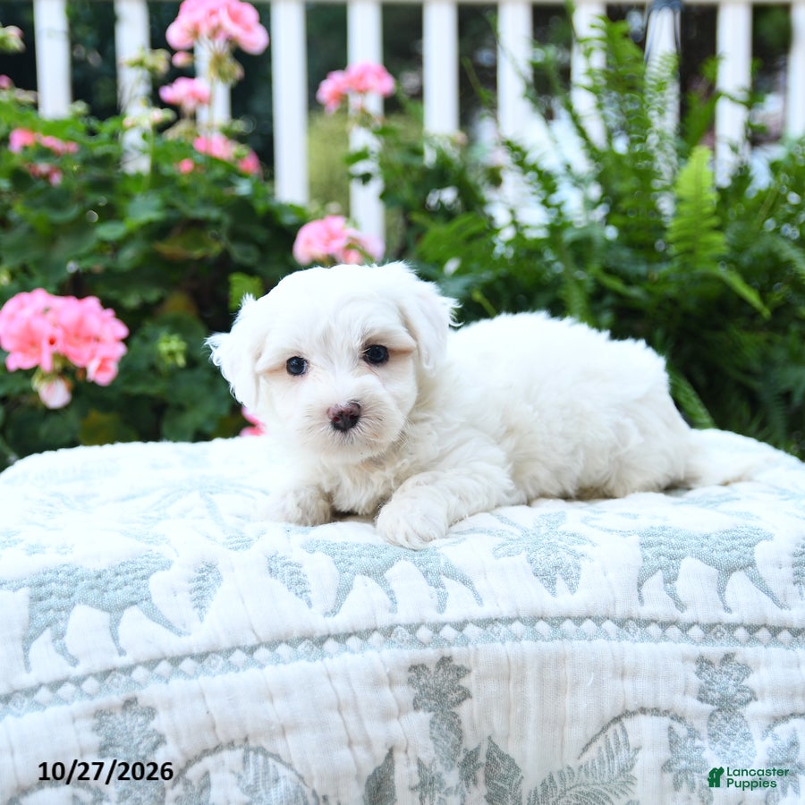 Maltipoo dogs for sale: Carly - Ad 1