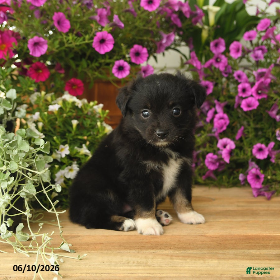 Toy Australian Shepherd dogs Anthony - Ad 1