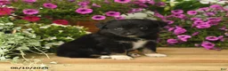 Toy Australian Shepherd dogs for sale: Anthony - Ad 1