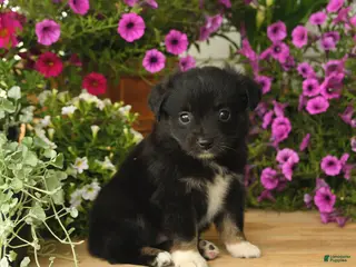Toy Australian Shepherd dogs for sale: Anthony - Ad 2