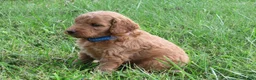Mini Goldendoodle dogs for sale: Cappuccino  - Ad 7