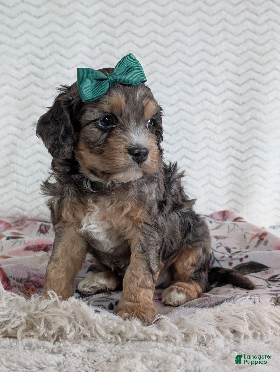 Cavapoo dogs for sale: Zeke - Ad 14
