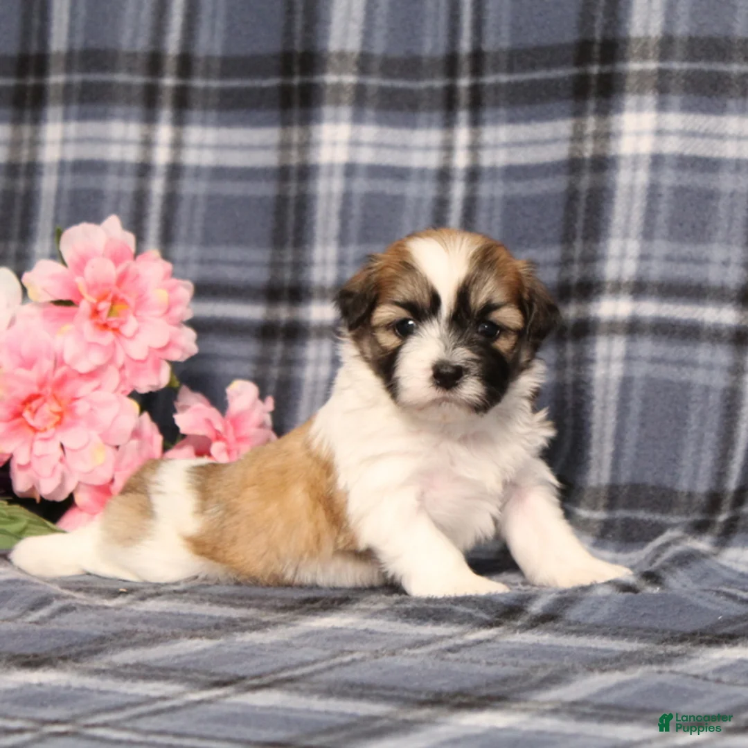 Teddy Bear dogs for sale: BJ's Rover - Ad 1
