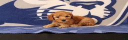 Mini Goldendoodle dogs for sale: Rory - Ad 3