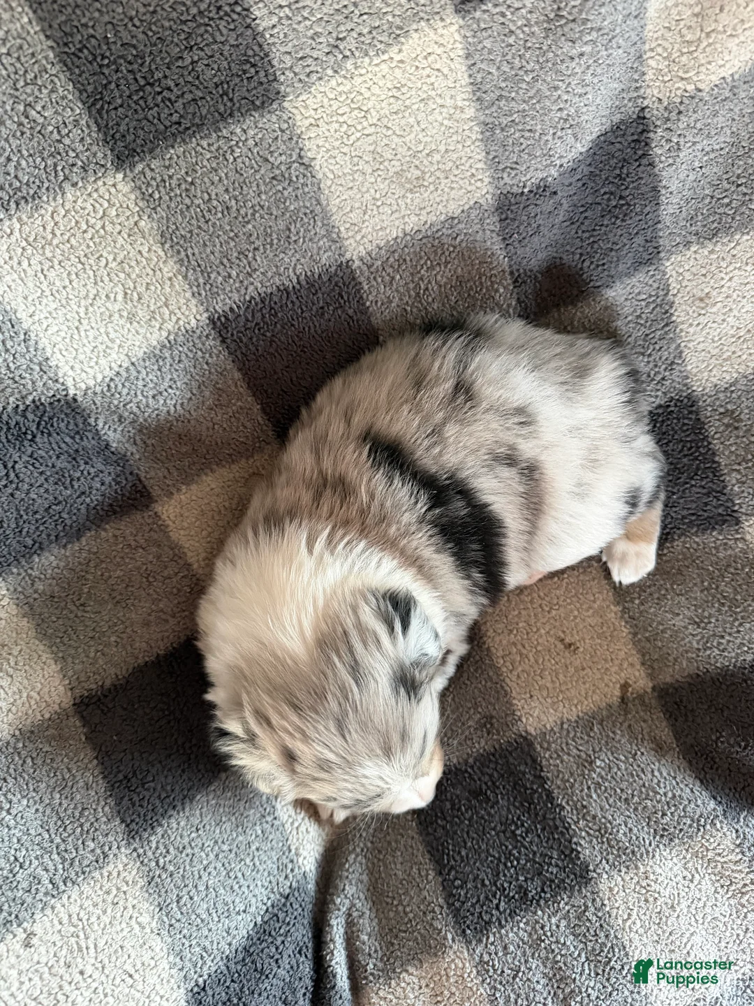 Australian Shepherd dogs for sale: Sunny - Female 3 - Ad 2
