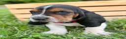 Basset Hound dogs for sale: Charlie - Ad 6