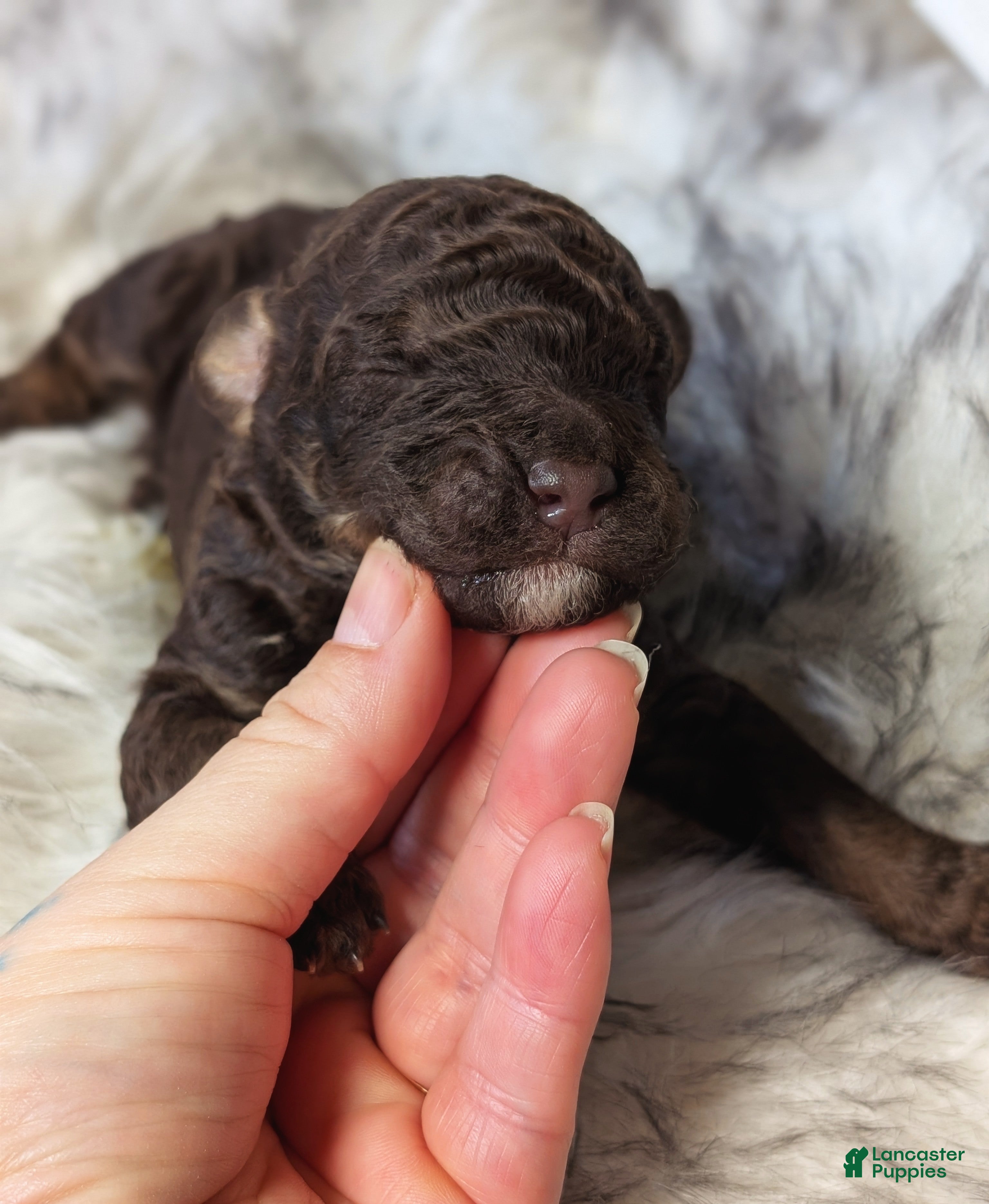 Mixed Breed dogs RAMBO  - Ad 2