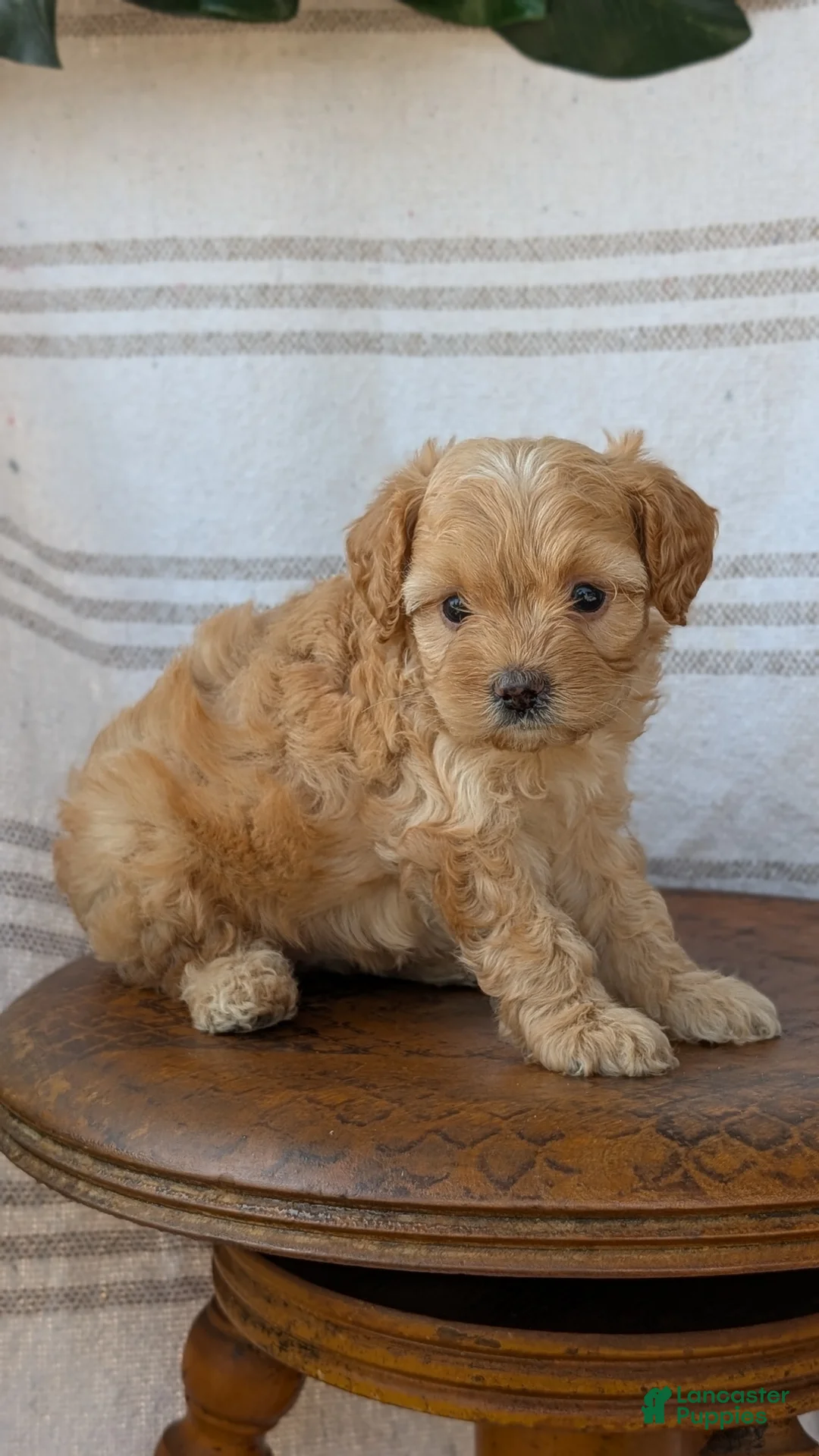 Cavapoo dogs for sale: Malia - Ad 2