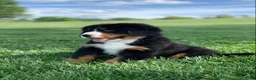 Bernese Mountain Dog dogs for sale: Snoopy - Ad 6