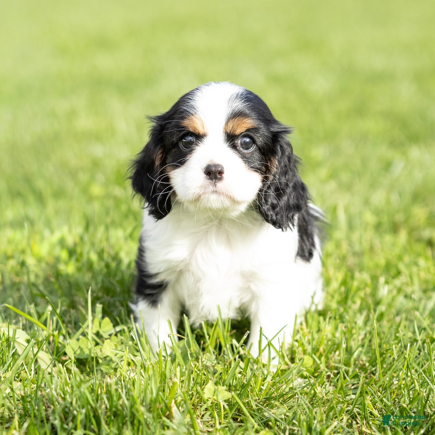 Cavalier King Charles Spaniel dogs Dolly - Ad 1