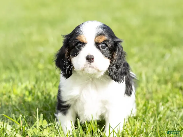 Cavalier King Charles Spaniel dogs for sale: Dolly - Ad 1