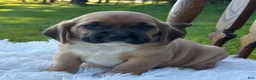 Puggle dogs for sale: Pudge - Ad 5