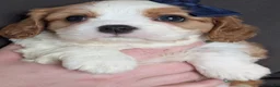 Cavalier King Charles Spaniel dogs for sale: Kody - Ad 3