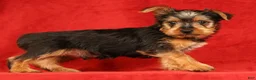 Yorkshire Terrier dogs for sale: Handsome - Ad 9