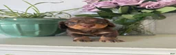 Miniature Dachshund dogs for sale: Cooper - Ad 18