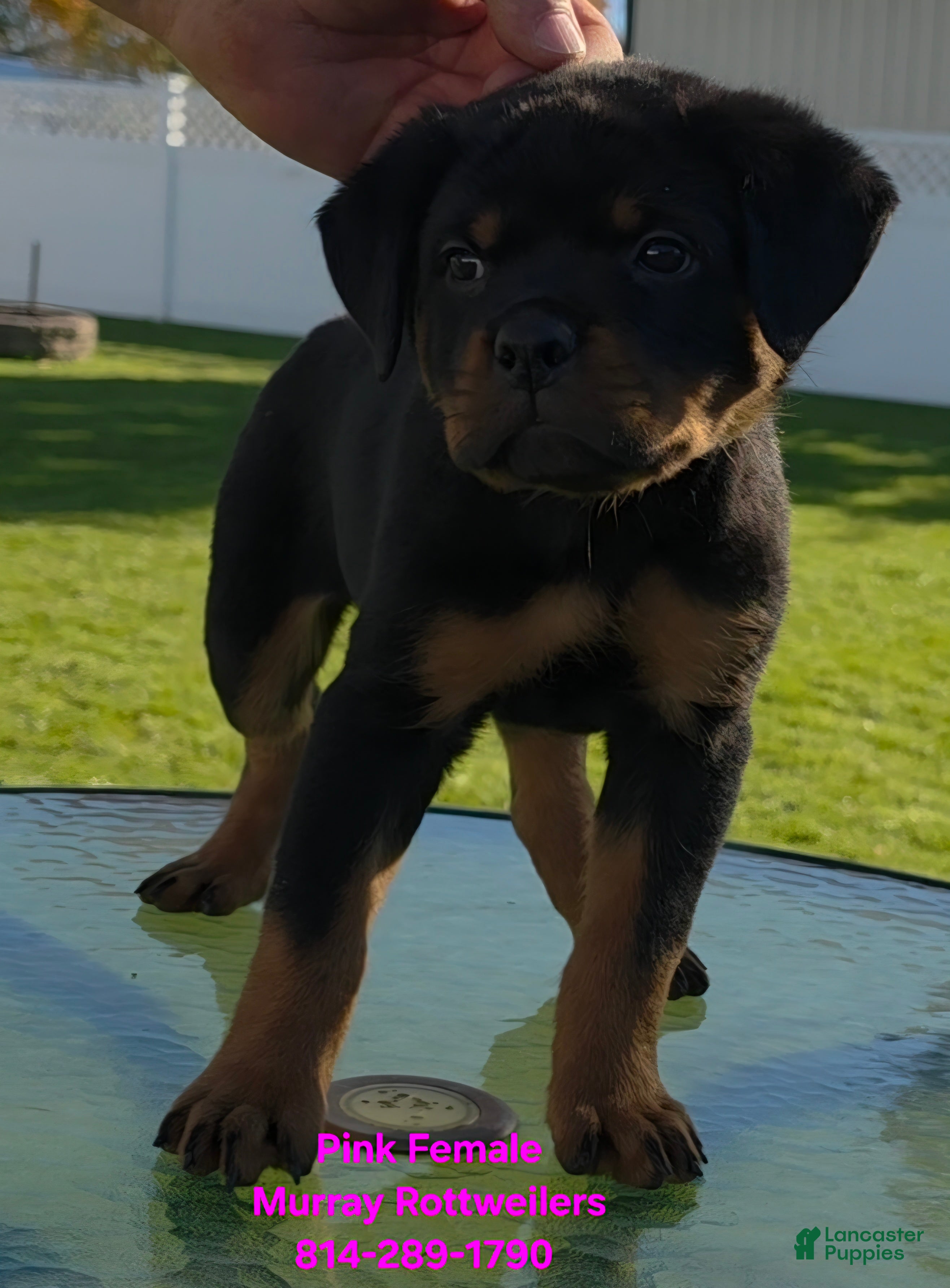 Rottweiler dogs for sale: Pink Female - Ad 2