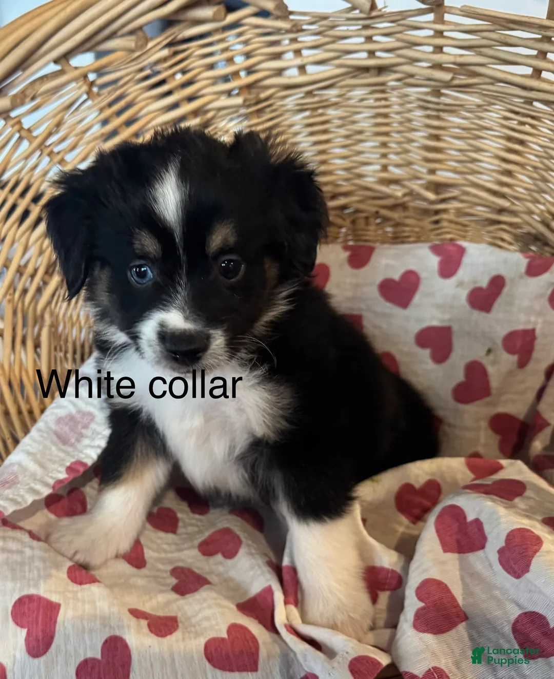 Miniature Australian Shepherd dogs for sale: Miniature Australian Shepherd White - Puppy 1  - Ad 2