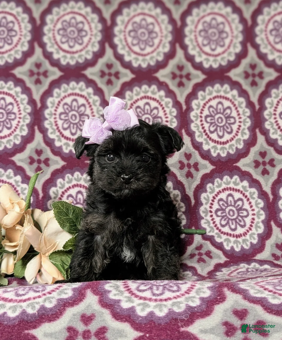 Yorkiepoo dogs for sale: Jolie - Ad 1