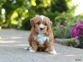 Cavapoo dogs for sale: Mason - Ad 4