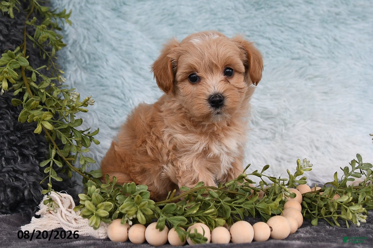 Havapoo dogs Twinkle - Ad 2