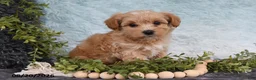 Havapoo dogs for sale: Twinkle - Ad 2