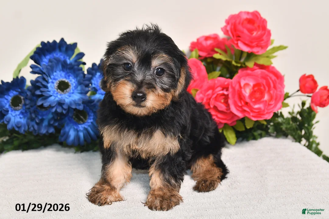 Yorkiepoo dogs for sale: Cassidy - Ad 4