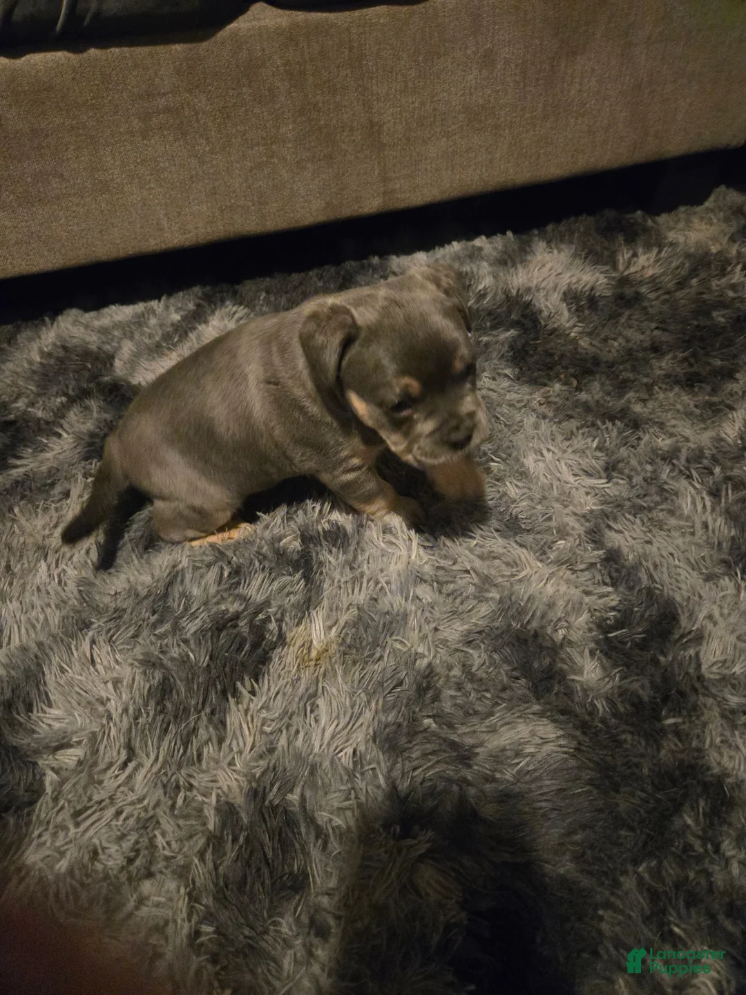 Mixed Breed dogs for sale: Mixed Breed 2 - Ad 6