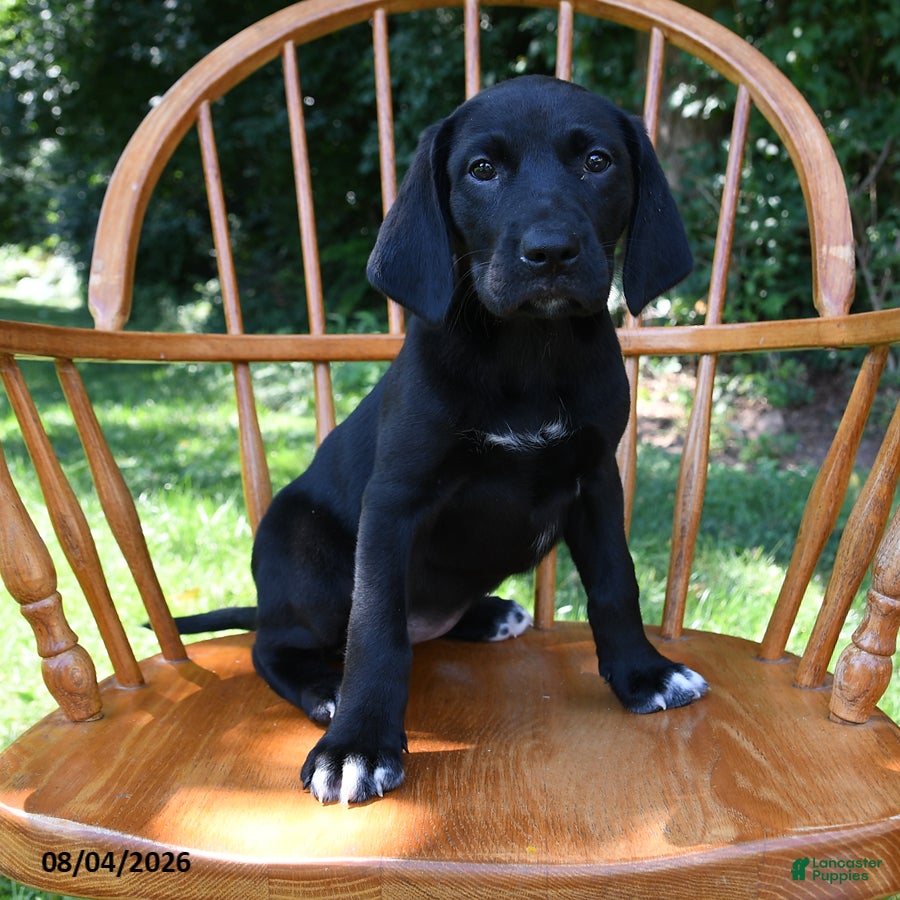 Mixed Breed dogs Linie - Ad 2