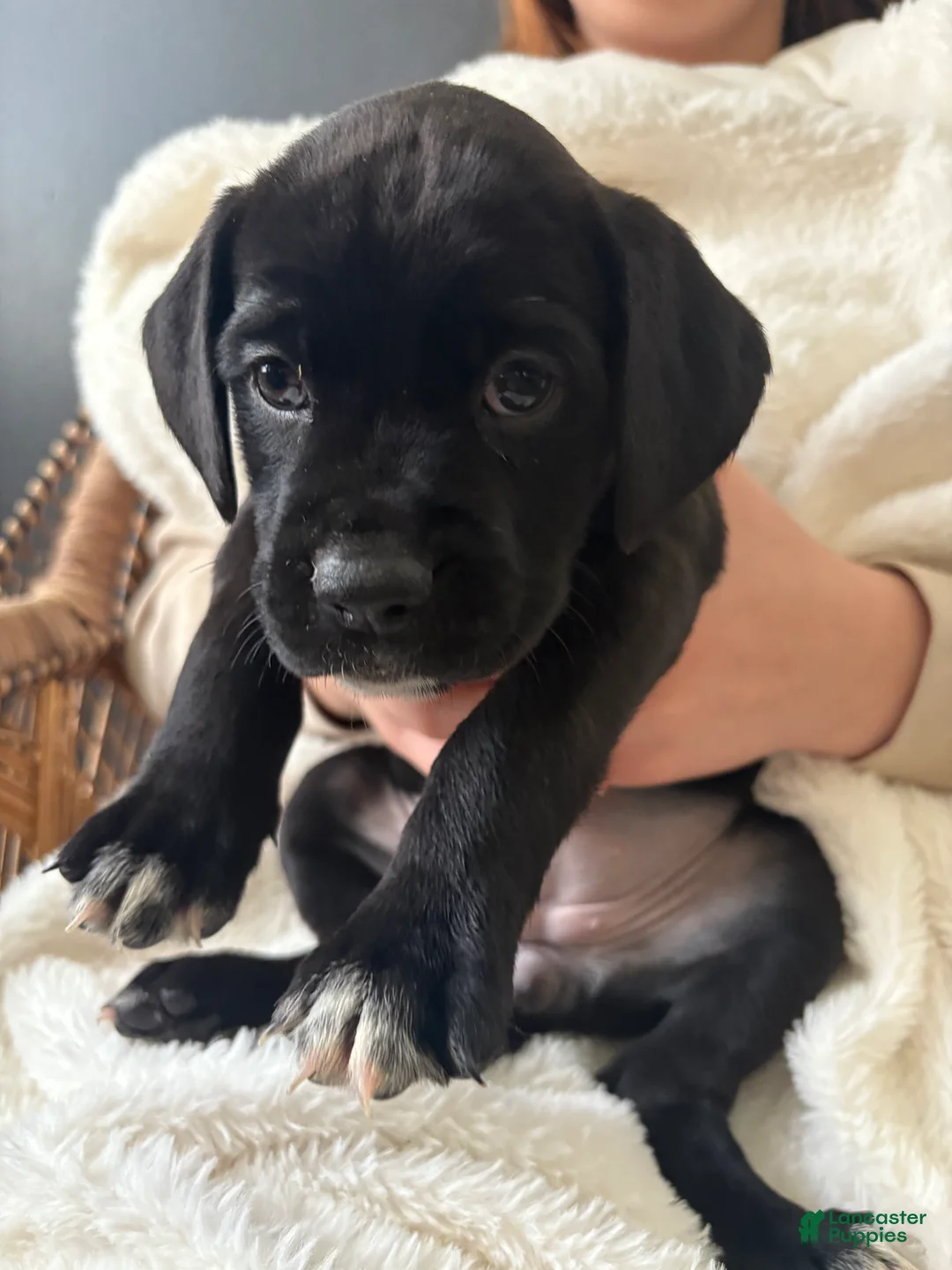 Mixed Breed dogs for sale: Mixed Breed Puppy 2 - Ad 1