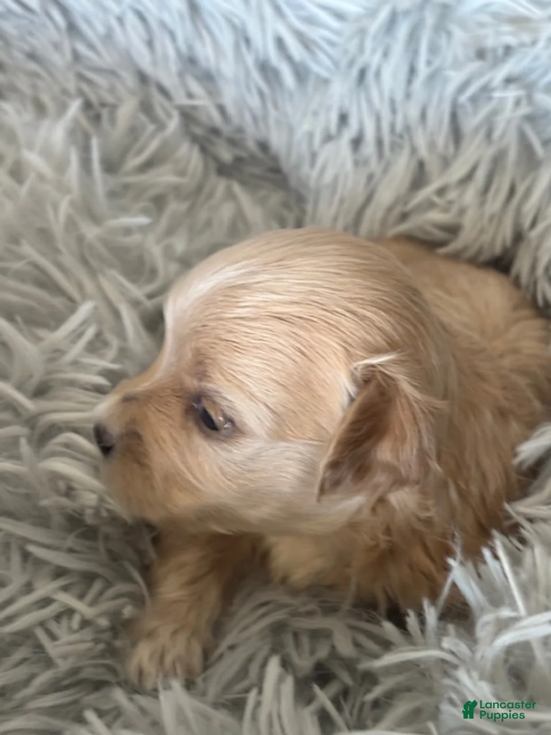 Maltipoo dogs for sale: Baron - Ad 2