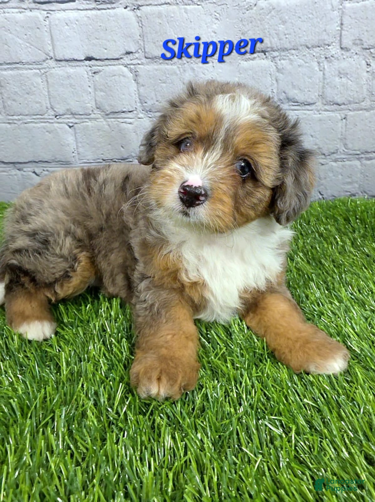 Mini Bernedoodle dogs for sale: Skipper  - Ad 2