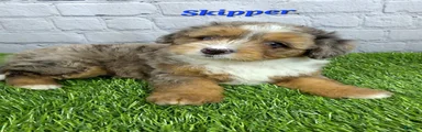 Skipper 