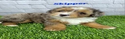Mini Bernedoodle dogs for sale: Skipper  - Ad 1