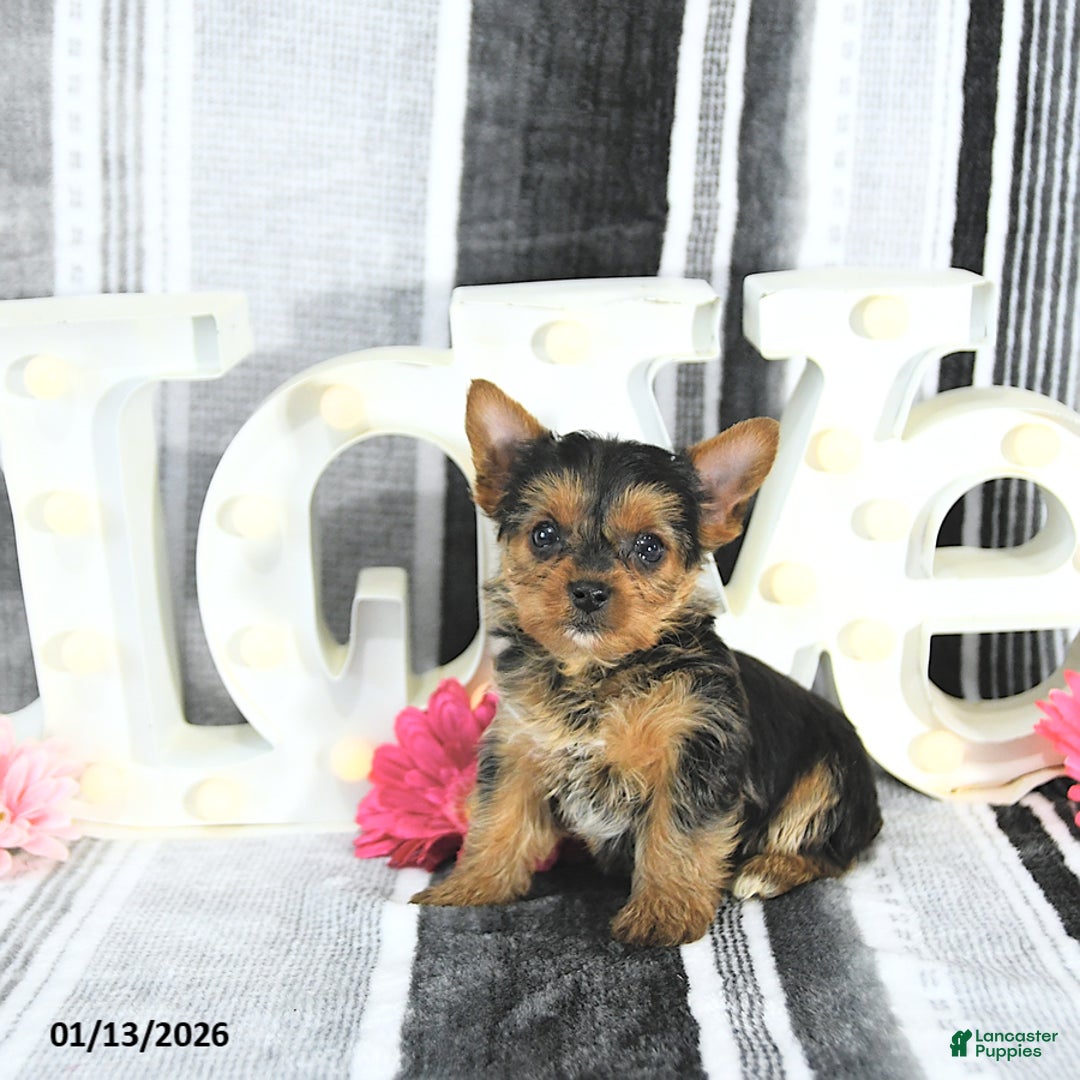 Yorkshire Terrier dogs for sale: Mia  - Ad 2