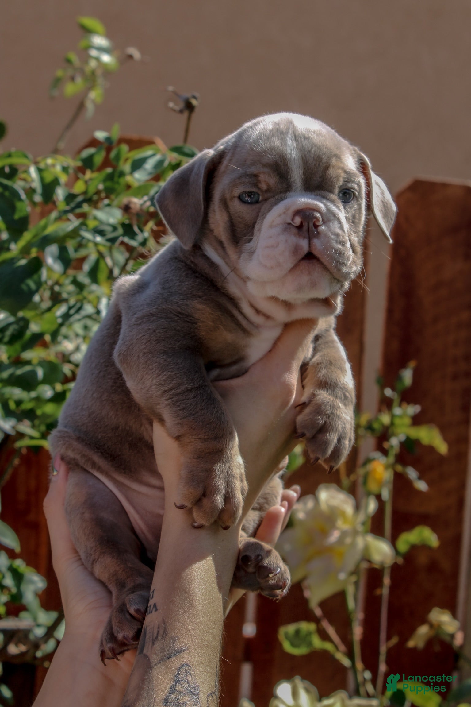 English Bulldog dogs English Bulldog 2 - Ad 2