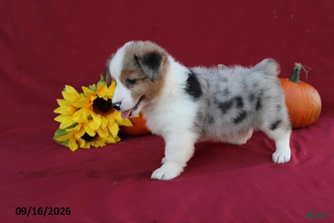 Mixed Breed dogs for sale: Ace - Ad 6