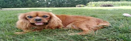 Cavalier King Charles Spaniel dogs for sale: Oli - Ad 3