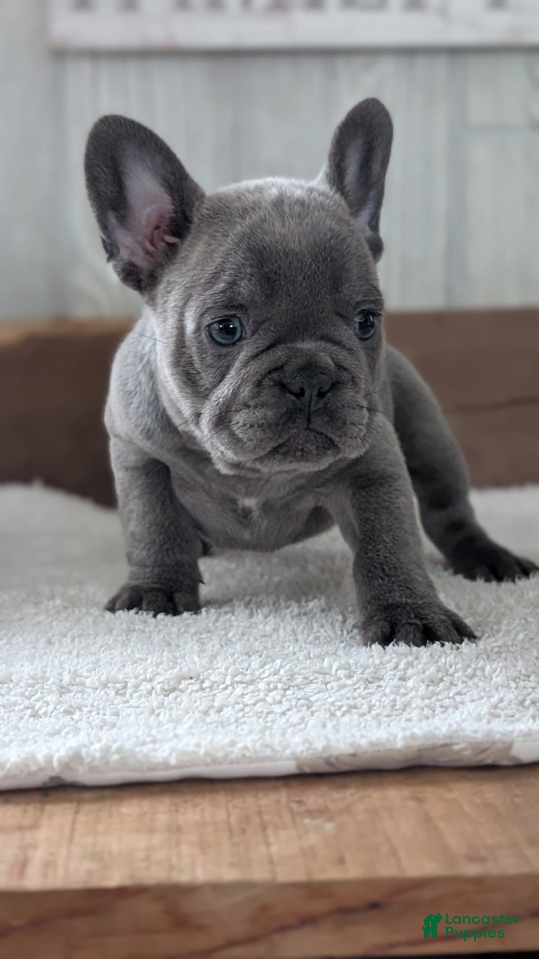 French Bulldog dogs for sale: Nala - Ad 11
