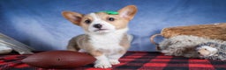 Welsh Corgi Pembroke dogs for sale: Mario - Ad 12