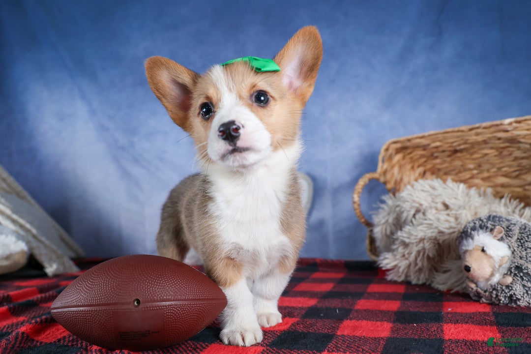 Welsh Corgi Pembroke dogs for sale: Mario - Ad 12