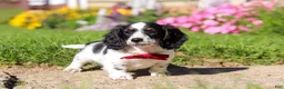 Dachshund dogs for sale: Kobe - Ad 2