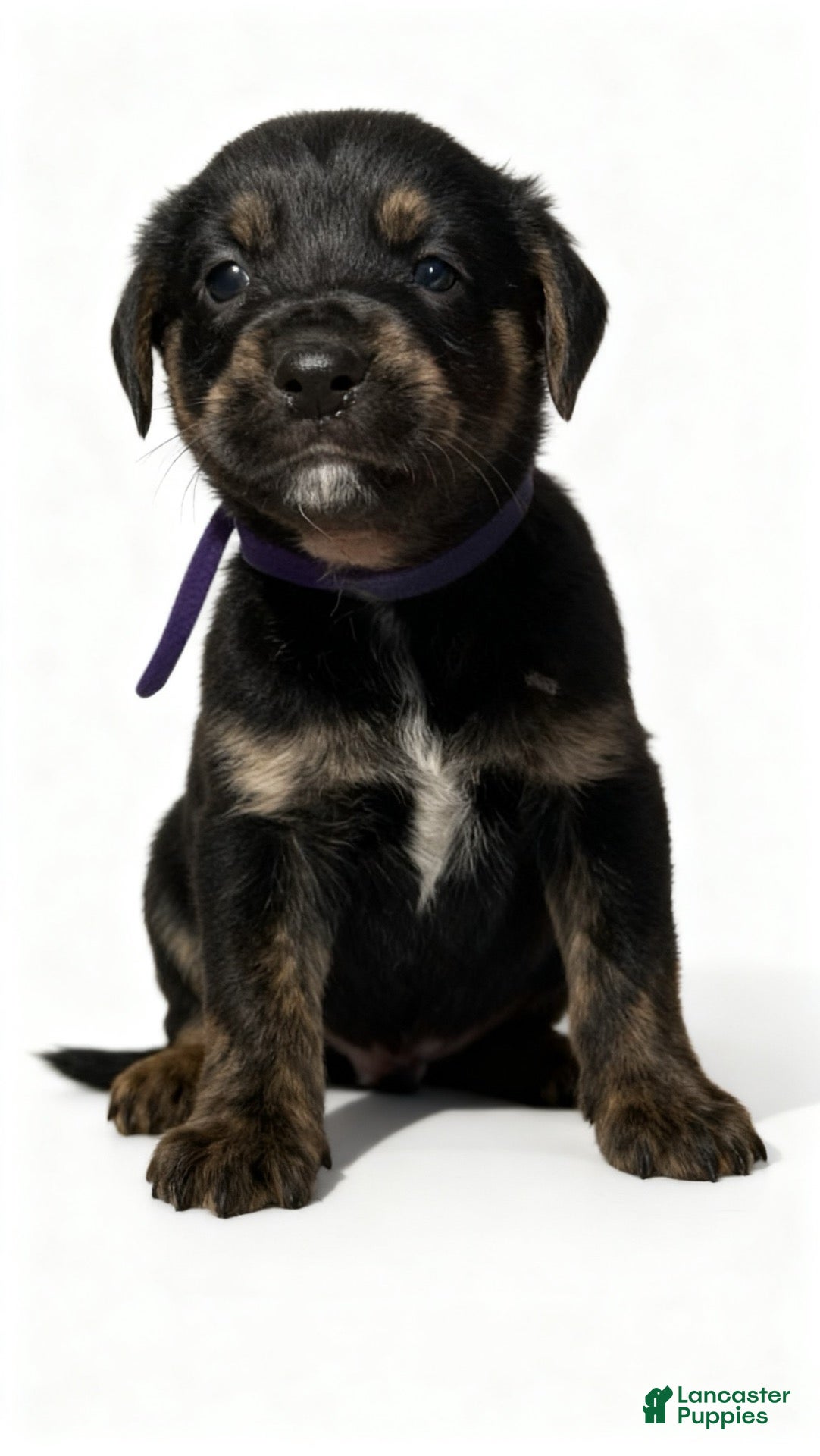 Mixed Breed dogs for sale: cece  - Ad 13