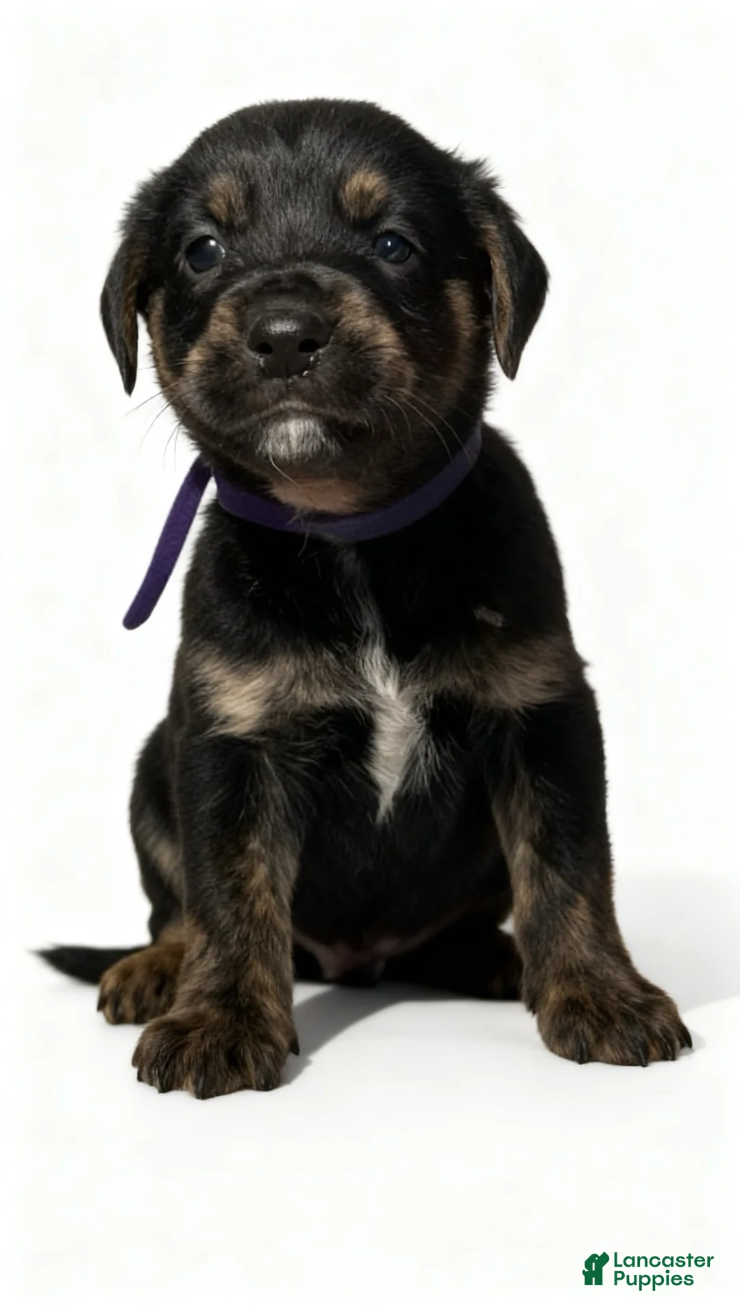 Mixed Breed dogs for sale: cece  - Ad 1